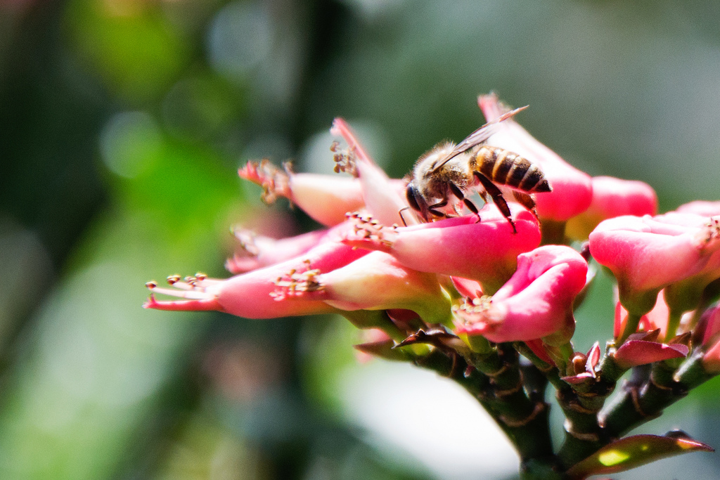 Euphorbia tithymaloides
